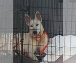 Small #5 Bull Terrier-Huskies  Mix