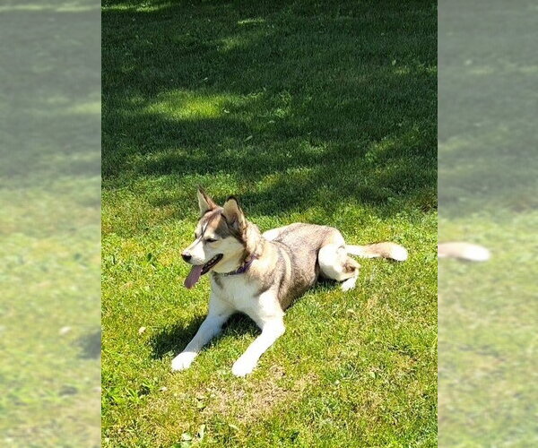 Medium Photo #4 Siberian Husky-Unknown Mix Puppy For Sale in Fort Wayne, IN, USA