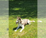 Small #3 Siberian Husky Mix