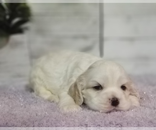 Medium Photo #17 Cocker Spaniel Puppy For Sale in TERRY, MS, USA