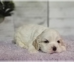Small Photo #17 Cocker Spaniel Puppy For Sale in TERRY, MS, USA