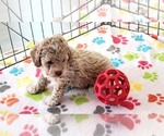 Small #14 Cock-A-Poo-Poodle (Miniature) Mix