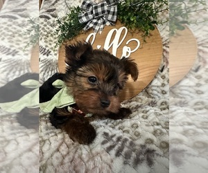 Yorkshire Terrier Puppy for sale in BARNETT, MO, USA