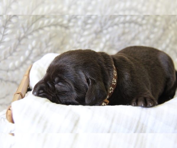 Medium Photo #2 Labrador Retriever Puppy For Sale in HYDE PARK, VT, USA