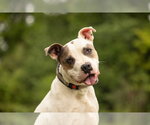 Small #9 Staffordshire Bull Terrier Mix
