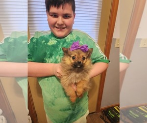 Pomeranian Puppy for sale in MIDDLEBORO, MA, USA