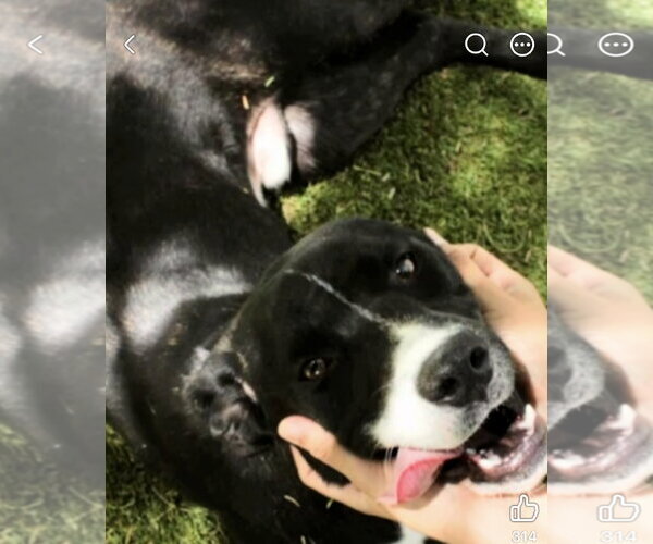 Medium Photo #2 Labrador Retriever-Unknown Mix Puppy For Sale in San Diego, CA, USA