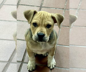 Labrador Retriever-Unknown Mix Dogs for adoption in Jefferson, NJ, USA