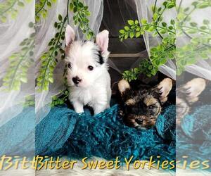 Yorkshire Terrier Puppy for sale in DISTRICT HEIGHTS, MD, USA