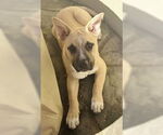 Small #4 Anatolian Shepherd Mix