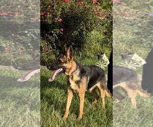 German Shepherd Dog Dogs for adoption in Holly Hill, SC, USA