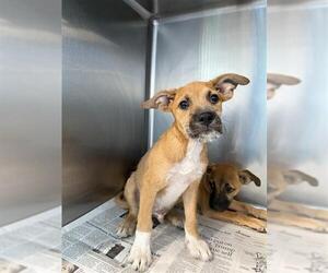 German Shepherd Dog-Unknown Mix Dogs for adoption in San Antonio, TX, USA