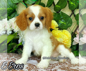 Cavalier King Charles Spaniel Puppy for sale in MIAMI, FL, USA