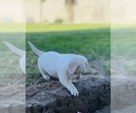 Small Photo #8 French Bulldog-Maltese Mix Puppy For Sale in BAKERSFIELD, CA, USA
