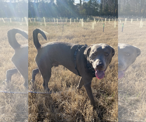 Medium Photo #3 Labrador Retriever-Unknown Mix Puppy For Sale in Holly Springs, NC, USA