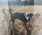 Small #2 Labrador Retriever Mix