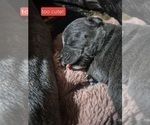 Small #18 Cane Corso