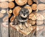 Small Photo #2 Schnoodle (Miniature) Puppy For Sale in MIDDLEBURY, IN, USA