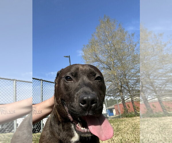 Medium Photo #9 Labrador Retriever-Unknown Mix Puppy For Sale in Glen Allen, VA, USA