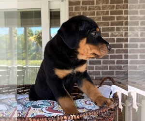 Rottweiler Dog for Adoption in NOBLESVILLE, Indiana USA