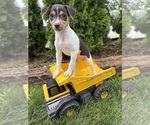 Small #1 Jack-Rat Terrier