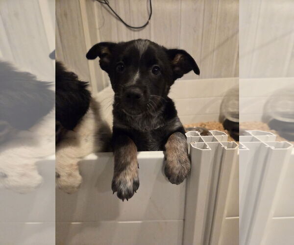 Medium Photo #1 Mutt Puppy For Sale in Garden City, NY, USA