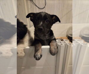 Mutt Dogs for adoption in Garden City, NY, USA