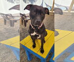Small #12 American Pit Bull Terrier Mix