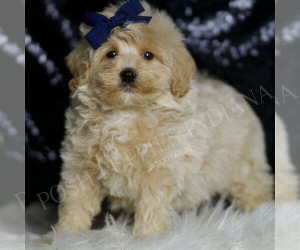 Medium Photo #50 Maltipoo (Miniature) Puppy For Sale in WARSAW, IN, USA