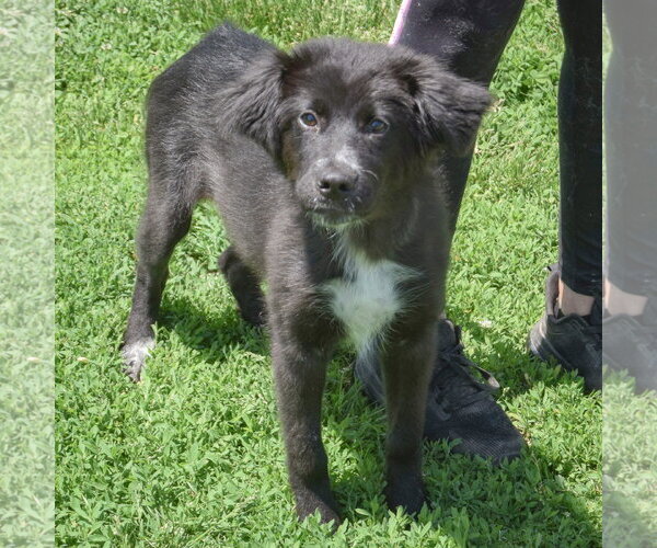 Medium Photo #2 Border Collie-Unknown Mix Puppy For Sale in Huntley, IL, USA