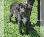 Small #1 Border Collie Mix