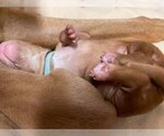 Small Photo #7 Vizsla Puppy For Sale in GAITHERSBURG, MD, USA