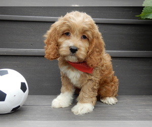 Cockapoo Puppy for sale in MILLERSBURG, OH, USA