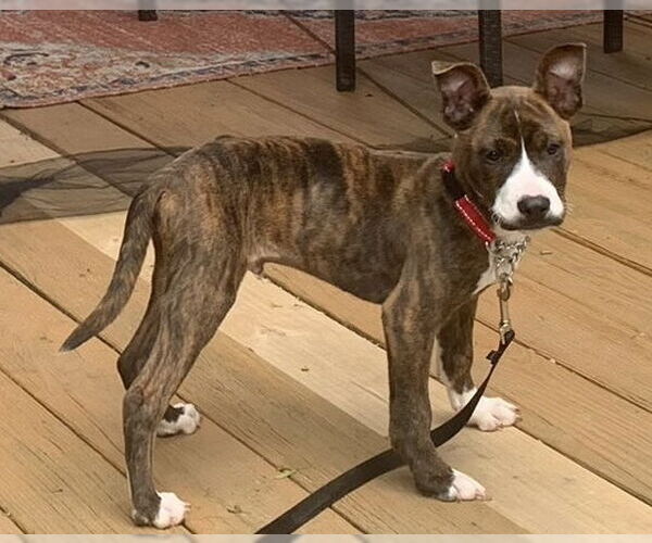 Medium Photo #10 American Pit Bull Terrier-Mountain Cur Mix Puppy For Sale in Oakhurst, NJ, USA