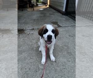 Saint Bernard Puppy for sale in HAZEL GREEN, AL, USA