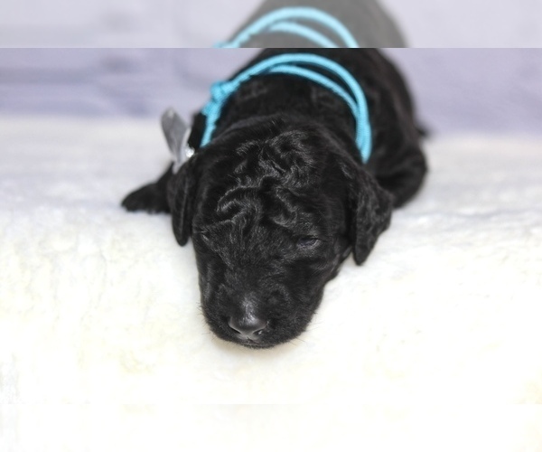 Medium Photo #2 Golden Mountain Doodle  Puppy For Sale in TRAFALGAR, IN, USA