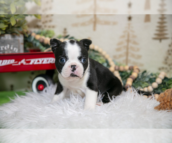 Medium Photo #1 Boston Terrier Puppy For Sale in FRESNO, OH, USA
