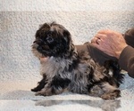 Small #8 Yorkiepoo mix (+ Poodle Toy)