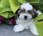 Small #2 Shih Tzu