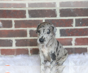 Great Dane Puppy for sale in GOSHEN, IN, USA