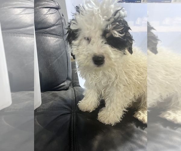 Medium Photo #5 Bernedoodle (Miniature) Puppy For Sale in DURHAM, CT, USA