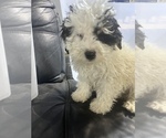 Small Photo #5 Bernedoodle (Miniature) Puppy For Sale in DURHAM, CT, USA