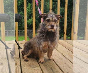 Mutt Dogs for adoption in Social Circle, GA, USA
