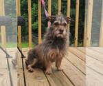 Small Mutt