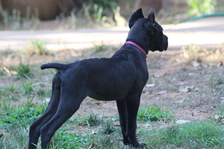 Cane Corso Puppy for sale in CHARLOTTE, NC, USA