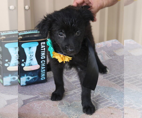 Medium Photo #1 Cairn Terrier Puppy For Sale in Bandera, TX, USA