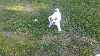 Great Pyrenees Puppy for sale in GRANT CITY, MO, USA