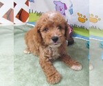Small #4 Cavapoo
