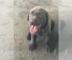 Small Photo #4 Labrador Retriever Puppy For Sale in SARASOTA, FL, USA
