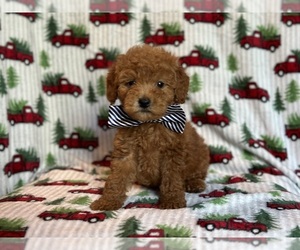Goldendoodle (Miniature) Puppy for sale in LAKELAND, FL, USA